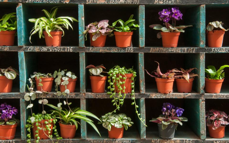 Houseplants are good for your skin - © RHS