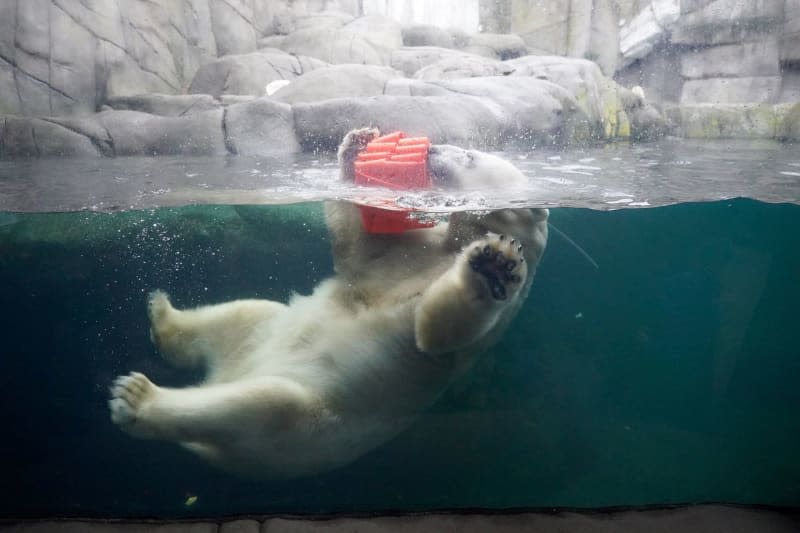 Polar bear mother Victoria swims in the water in the polar bear enclosure in the Arctic Ocean at Hagenbeck Zoo. Her daughter Anouk will be one year old on 19 December. The little polar bear now weighs over 100 kilograms, has grown into a stately figure and romps through the outdoor enclosure with her mother Victoria. Marcus Brandt/dpa