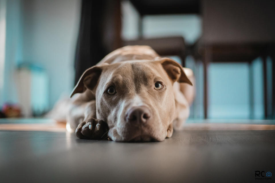 dog sitting on floor