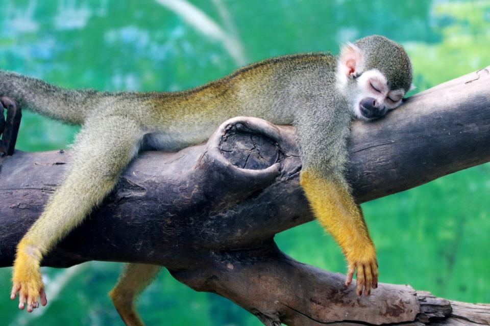 <p>Pssst, bitte nicht stören! Bei diesen heißen Temperaturen gönnt sich das kleine Totenkopfäffchen im Zoo von Zhengzhou, China, ein kleines Nickerchen. (Bild: Reuters/CHINA STRINGER NETWORK) </p>