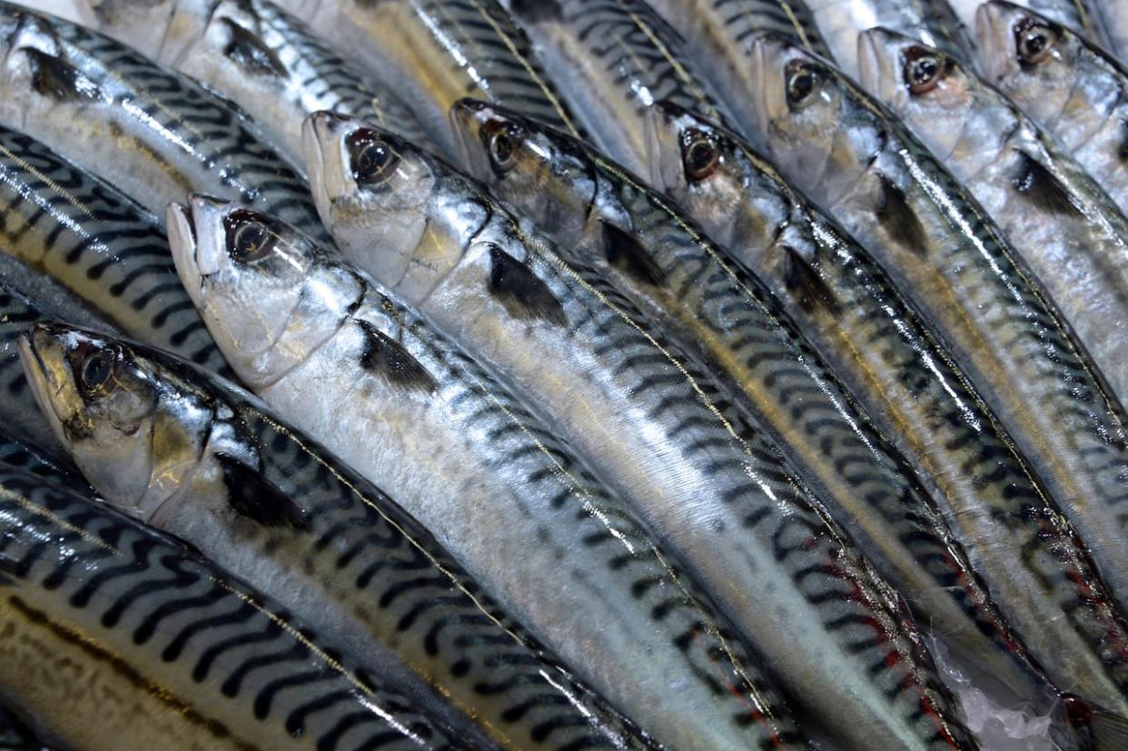 The federal government is expected to extend the moratorium on commercial mackerel fishing in 2024 for a third year. (Jean-Pierre Muller/AFP/Getty Images - image credit)