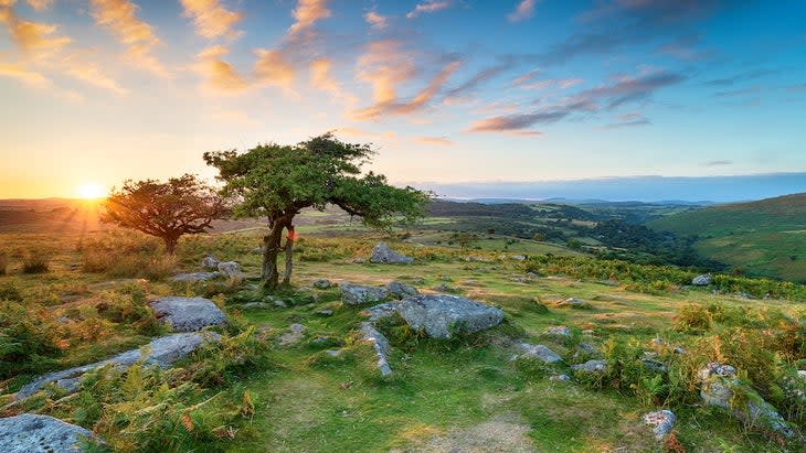 Weathered Hawthorn trees at Combestone Tor on Dartmoor National Park in Devon