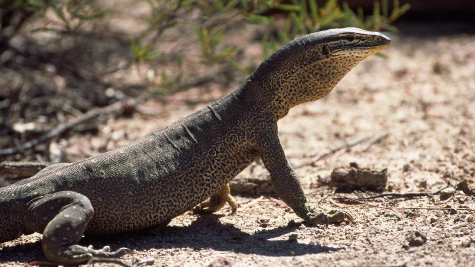 Large Goanna