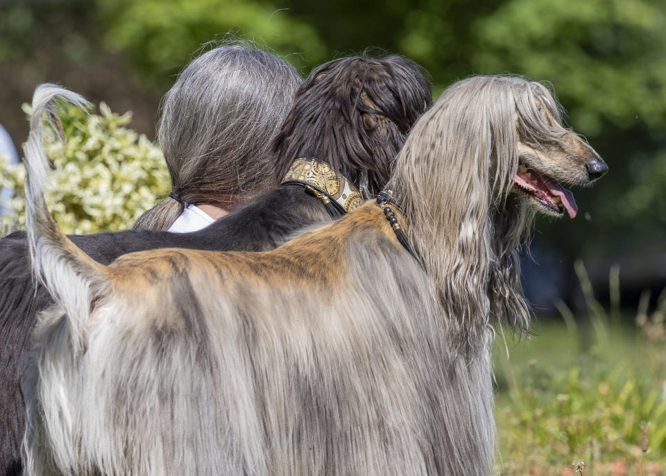 Comedy Pet Photo Awards 2023