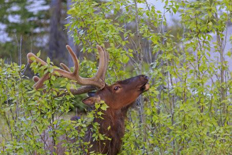 Wapiti mâle mangeant du feuillage