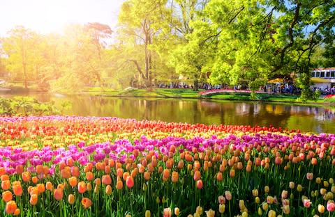 The Keukenhof gardens in Holland - Credit: OLENA ZNAK