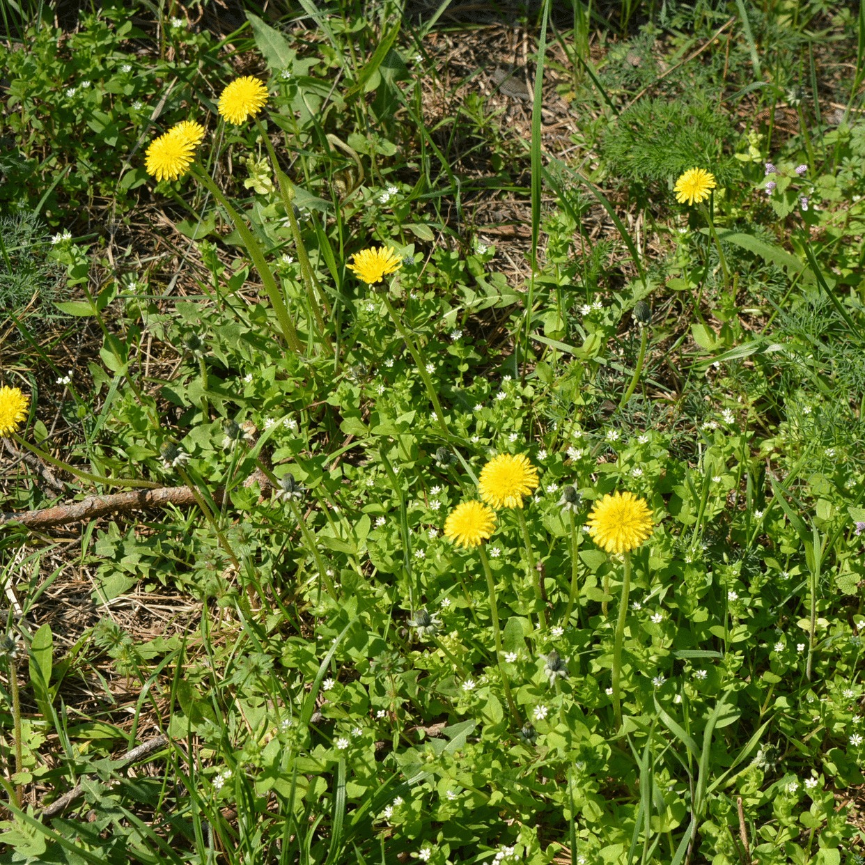  Dandelions. 