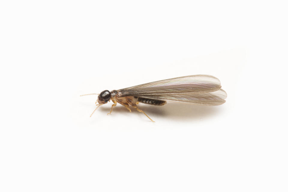 有翅型的白蟻，常在雨後潮溼悶熱的傍晚出沒。（圖片來源／Getty Images）