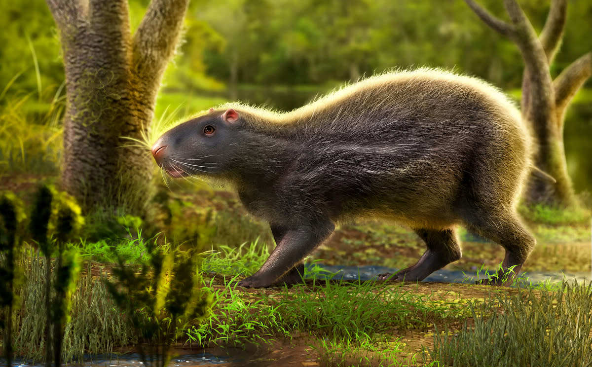 The vast rodent roamed the Amazon (SWNS) 