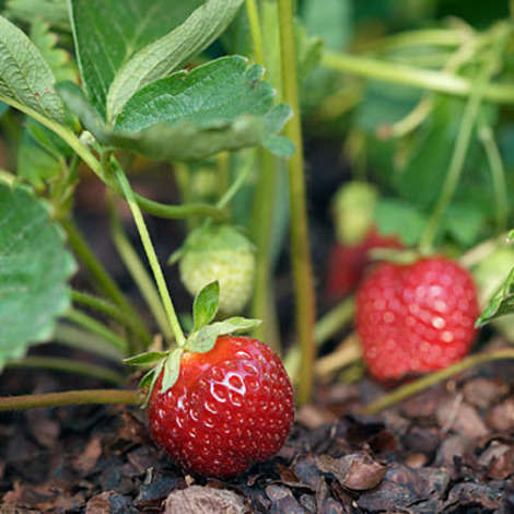 Strawberries from spring into fall