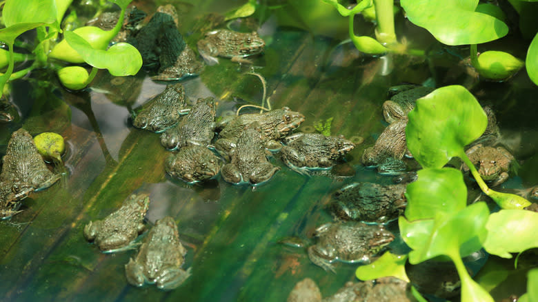 Frog farming in a pond