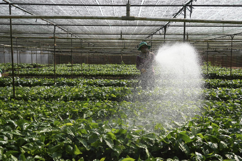 A worker waters coffee plants at a nursery garden in Dak Lak province, Vietnam on Feb. 2, 2024. New European Union rules aimed at stopping deforestation are reordering supply chains. An expert said that there are going to be "winners and losers" since these rules require companies to provide detailed evidence showing that the coffee isn't linked to land where forests had been cleared. (AP Photo/Hau Dinh)