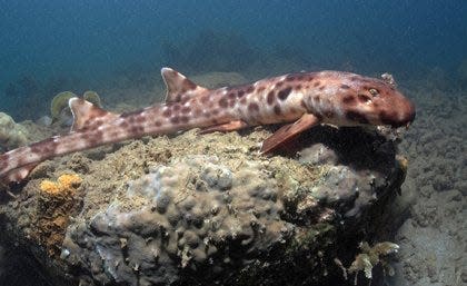 Four new species of tropical sharks that use their fins to walk are causing a stir in waters off northern Australia and New Guinea.