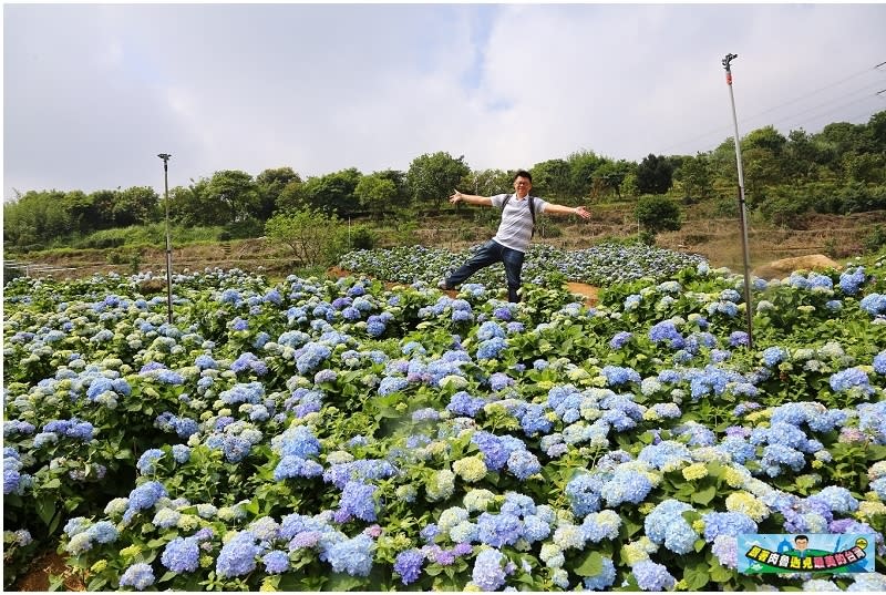 新北市萬里｜高家繡球花