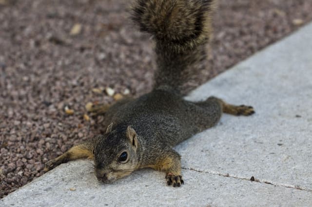 Drunk squirrel trashes private members club