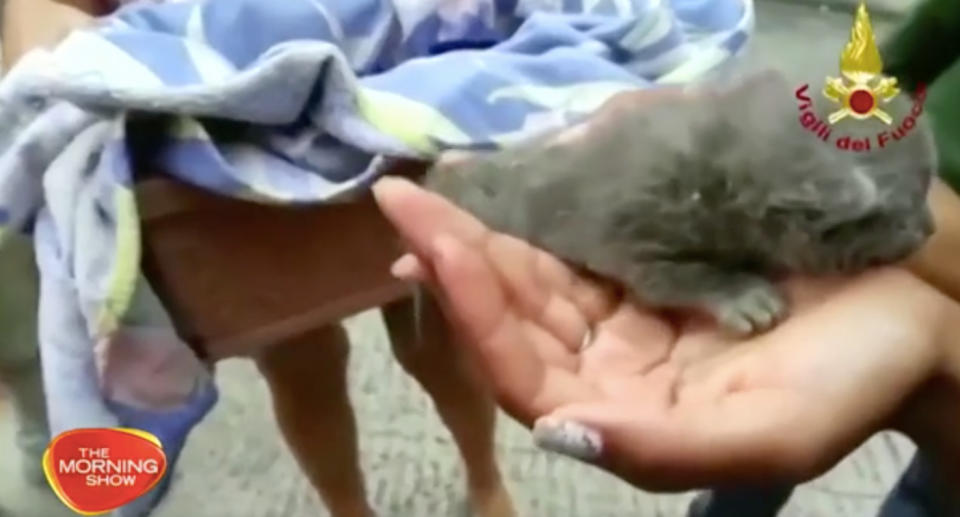 It took firefighters about an hour to rescue three kittens who became stuck in a plastic pipe. Source: The Morning Show