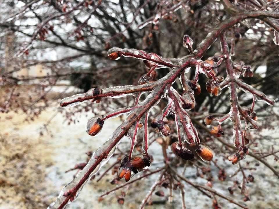 Ice forms on tree branches in North Peoria.