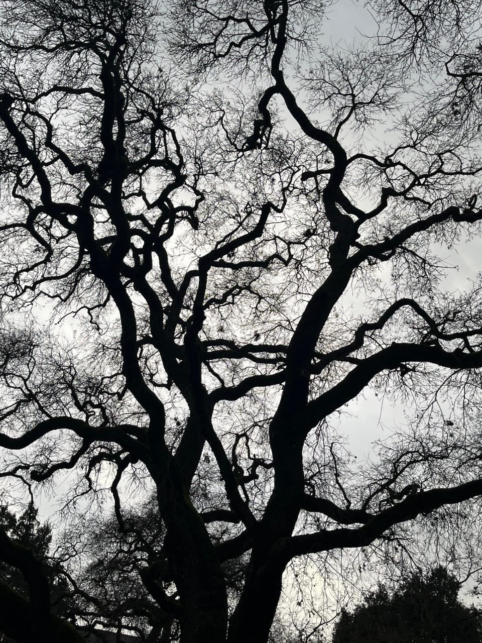 Carol Biggs of Stockton used an Apple iPhone 13 to photograph an oak tree at O'Connor Woods at dusk in Stockton.