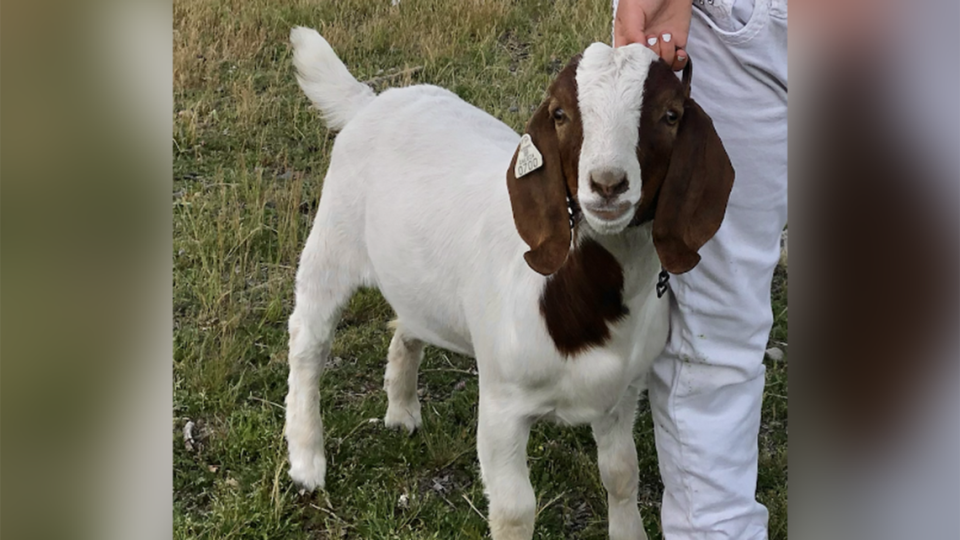 Cedar the goat shown before the family pet was seized by sheriff’s officials and taken to slaughter, according to a federal civil rights lawsuit. Advancing Law for Animals