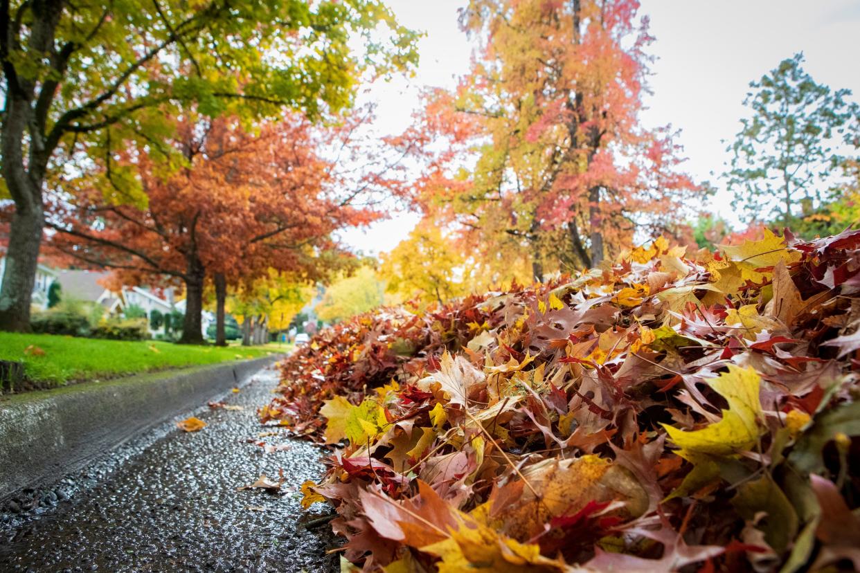 Leaves sit alongside the street near the University of Oregon on Nov. 3. Eugene, Springfield and Lane County will soon begin annual leaf collection efforts.