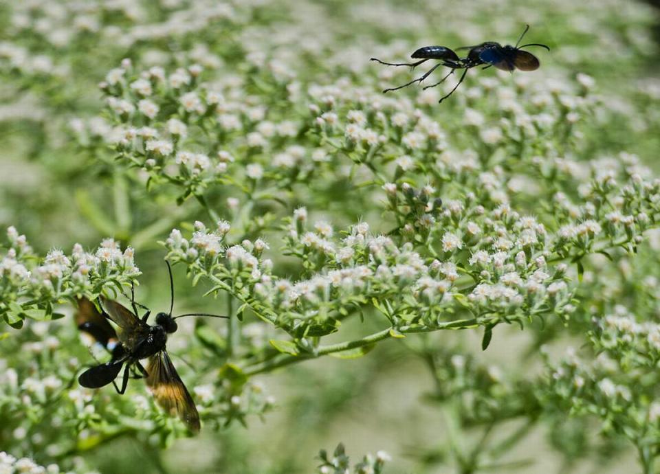 Several wasps feed on Queen’s Anne lace plants on June 29, 2012, in Davis, California.