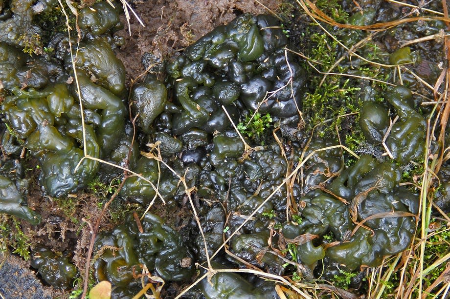 Wet Nostoc commune, aka star jelly.