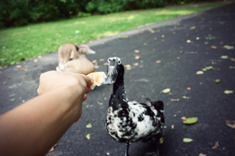 États-Unis : pour avoir nourri des canards, un couple est en passe de perdre sa maison (Crédit : Getty Images)