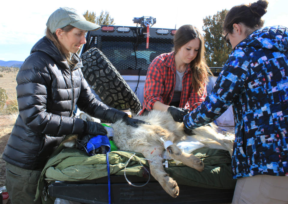 FILE - In this Jan. 30, 2020, file photo members of the Mexican gray wolf recovery team draw blood and vaccinate a wolf during an annual survey, in Reserve, N.M. Once on the verge of extinction, the rarest subspecies of the gray wolf in North America has seen its population nearly double over the last five years. U.S. wildlife managers said Friday, March 12, 2021, the latest survey shows there are now at least 186 Mexican gray wolves in the wild in New Mexico and Arizona. (AP Photo/Susan Montoya Bryan, File)