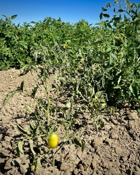 Impact of Beet Curly Top Virus (image courtesy of the California Department of Food and Agriculture)