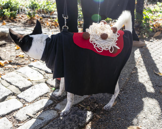 Tuna Fish Joe's adorable dog Halloween costume - Zinggia!