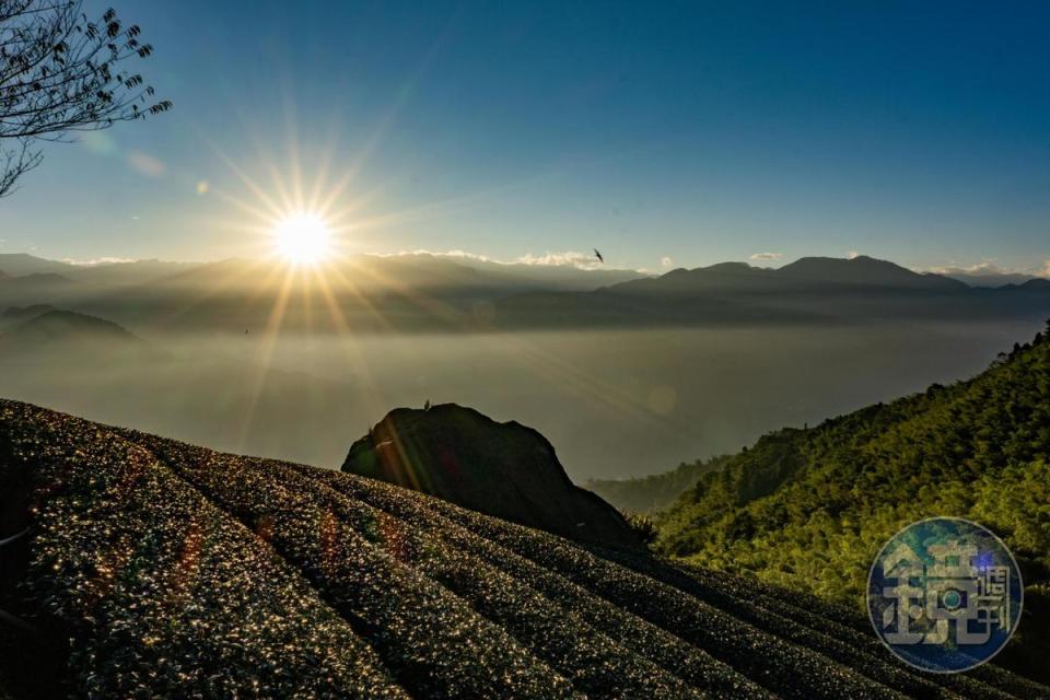 日出、雲海、茶園是大尖山日常美景。