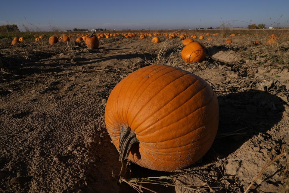 Pumpkins sit in Alan Mazzotti's fields Oct. 26, 2023, in Hudson, Colo. For some pumpkin growers in states like Texas, New Mexico and Colorado, this year's pumpkin crop was a reminder of the water challenges hitting agriculture across the Southwest and West as human-caused climate change exacerbates drought and heat extremes. (AP Photo/Brittany Peterson)