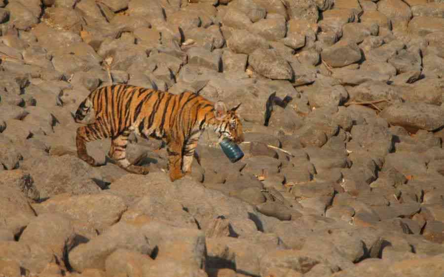 Trashing Tigers: In Maharashtra’s Tipeshwar Wildlife Sanctuary, a tiger cub picks up a carelessly thrown plastic bottle. Unregulated and uninformed tourism has placed an enormous strain on natural resources. Tourists visiting India’s national parks and sanctuaries don’t realise that they can lighten their footprint just by refusing packaged snacks and beverages, and booking their stay in legitimately eco-conscious homestays and resorts. 