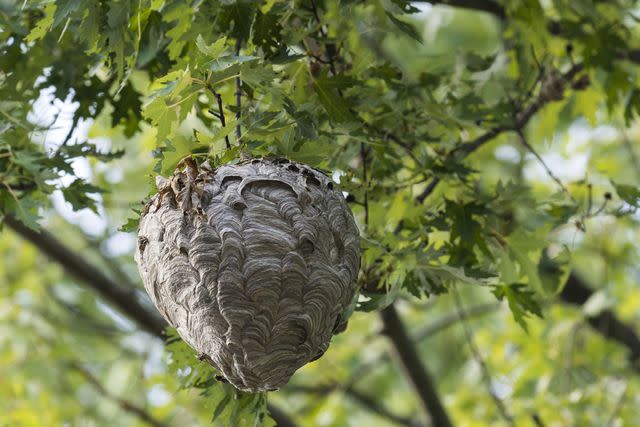 <p>JossK / Getty Images</p> A bald-faced hornet nest