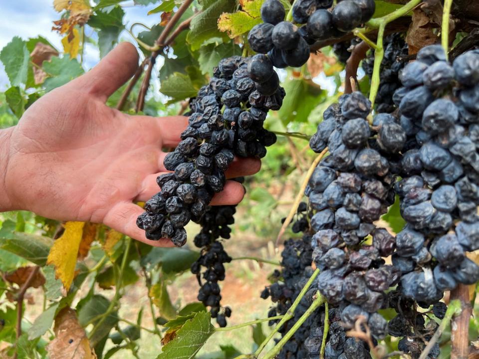 2024年2月26日，澳洲東南部格里菲斯（Griffith）附近，農民展示放棄收成而放到乾癟的葡萄。由於葡萄酒過剩，一些農民甚至砍掉了部分葡萄樹。路透社