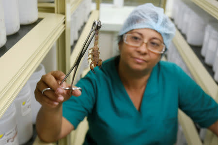 Foto de archivo de una trabajadora mostrando un escorpión al que se le extrae el veneno en la farmacéutica cubana LABIOFAM en Cienfuegos, Cuba. Dic 3, 2018. REUTERS/Stringer