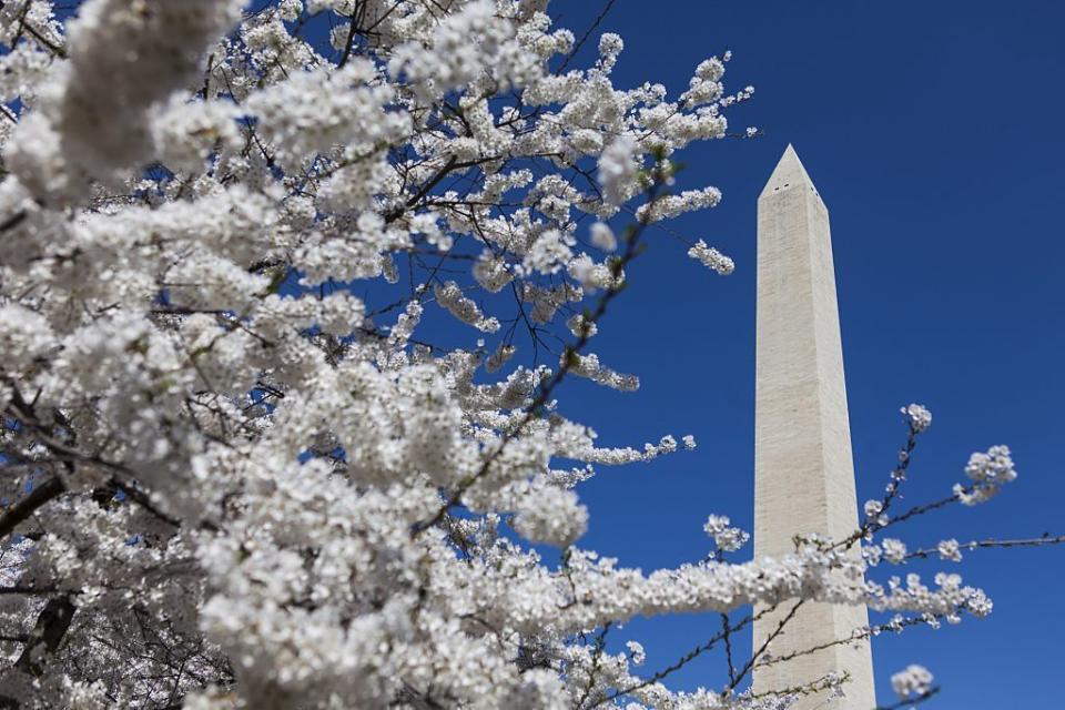 National Cherry Blossom Festival, Washington, DC