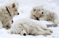 Dogs rest before the Sedivackuv Long dog sled race in Destne v Orlickych horach, Czech Republic, January 25, 2019. REUTERS/David W Cerny