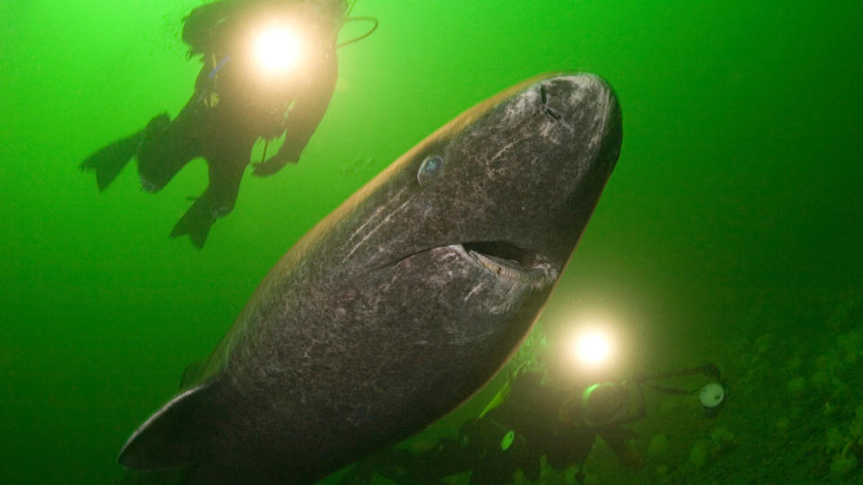  Greenland shark or Greenland sleeper shark, Somniosus microcephalus and divers, St. Lawrence River estuary, Canada, (shark was wild & unrestrained ). 