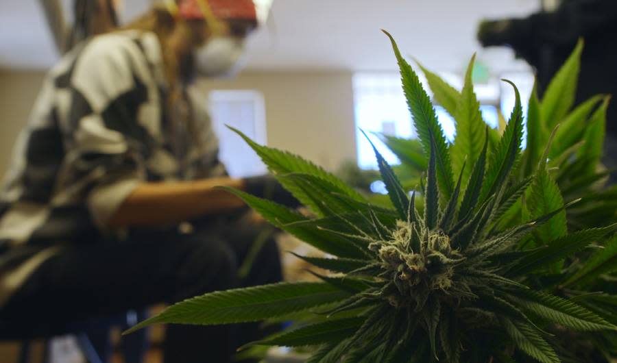 A Major Problem With Colorado's Marijuana Economy Emerged After Weed Went Legal