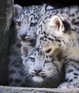 Three 12 week old snow leopard cubs, Animesh, Ariun and the third as yet un-named cub venture from their cave at Marwell Zoo near Winchester for the first time.