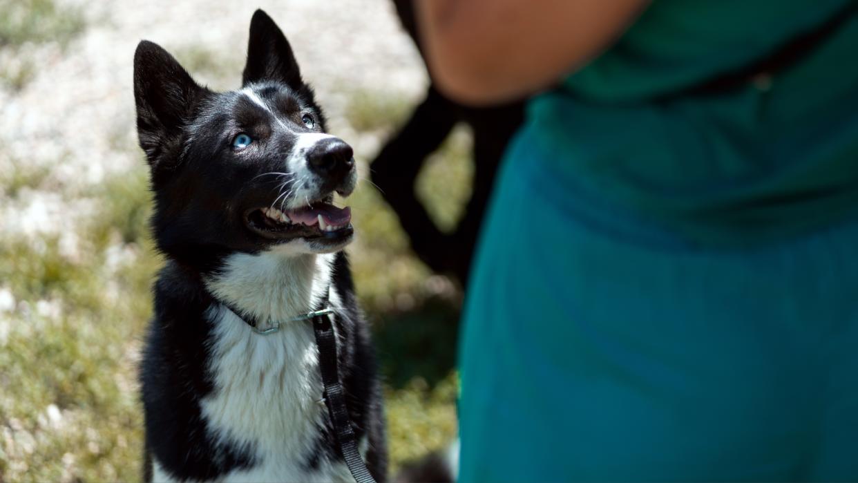  A mixed breed dog listens to the commands of a dog trainer. 