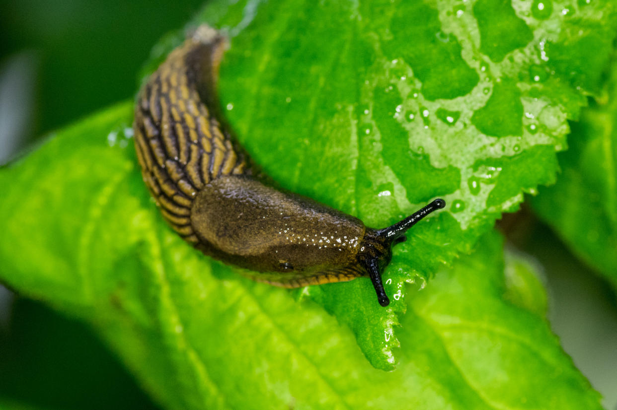 A partir du mois d'avril, les limaces font leur grand retour dans les potagers. (Photo : Getty Images)