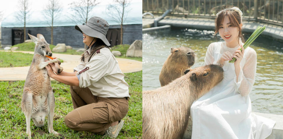 春遊宜蘭最新親子景點 摸袋鼠、逗狐獴、餵羊駝！5大主題玩法還可和水豚一起划船