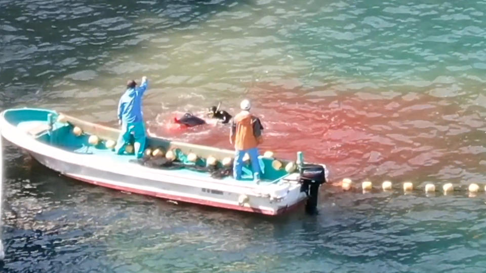 Two man in skiff guide a diver as he kills a dolphin which has blood coming out of its nose. The blue water is turning red.
