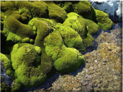 This moss that carpets areas of Antarctica near water sources has been found to feed off the nutrients found in penguin poop, according to a 2012 study.