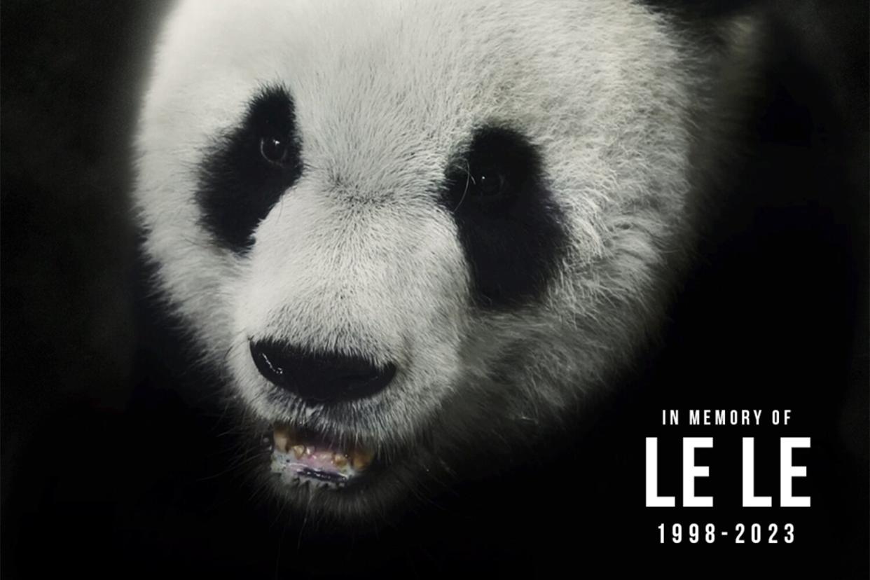 https://www.facebook.com/photo/?fbid=562456975922661&set=a.407384708096556 Memphis Zoo Mourns Death of Giant Panda Memphis Zoo is devasted to announce the passing of Giant panda “Le Le.” Le Le was born July 18th, 1998 and was 25 years old at the time of his passing. Le Le came to Memphis Zoo in 2003. Le Le’s name translates to “happy happy”, and his name perfectly reflected his personality. Le Le was a happy bear that enjoyed apples, engaging with enrichment and relaxing while covering himself with freshly shredded bamboo. He had an easy-going personality and was a favorite of all who met and worked with him over the years. Le Le was adored by his keepers, all of the staff at the Memphis Zoo as well as the City of Memphis. Over the last twenty years Le Le has delighted millions of guests, served as an exemplary ambassador for his species and remains a shining symbol of conservation partnership with the People’s Republic of China. At this time, a cause of death has yet to be determined as medical investigation is pending