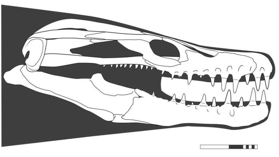 Imagen de reconstrucción del cráneo de Khingaria.