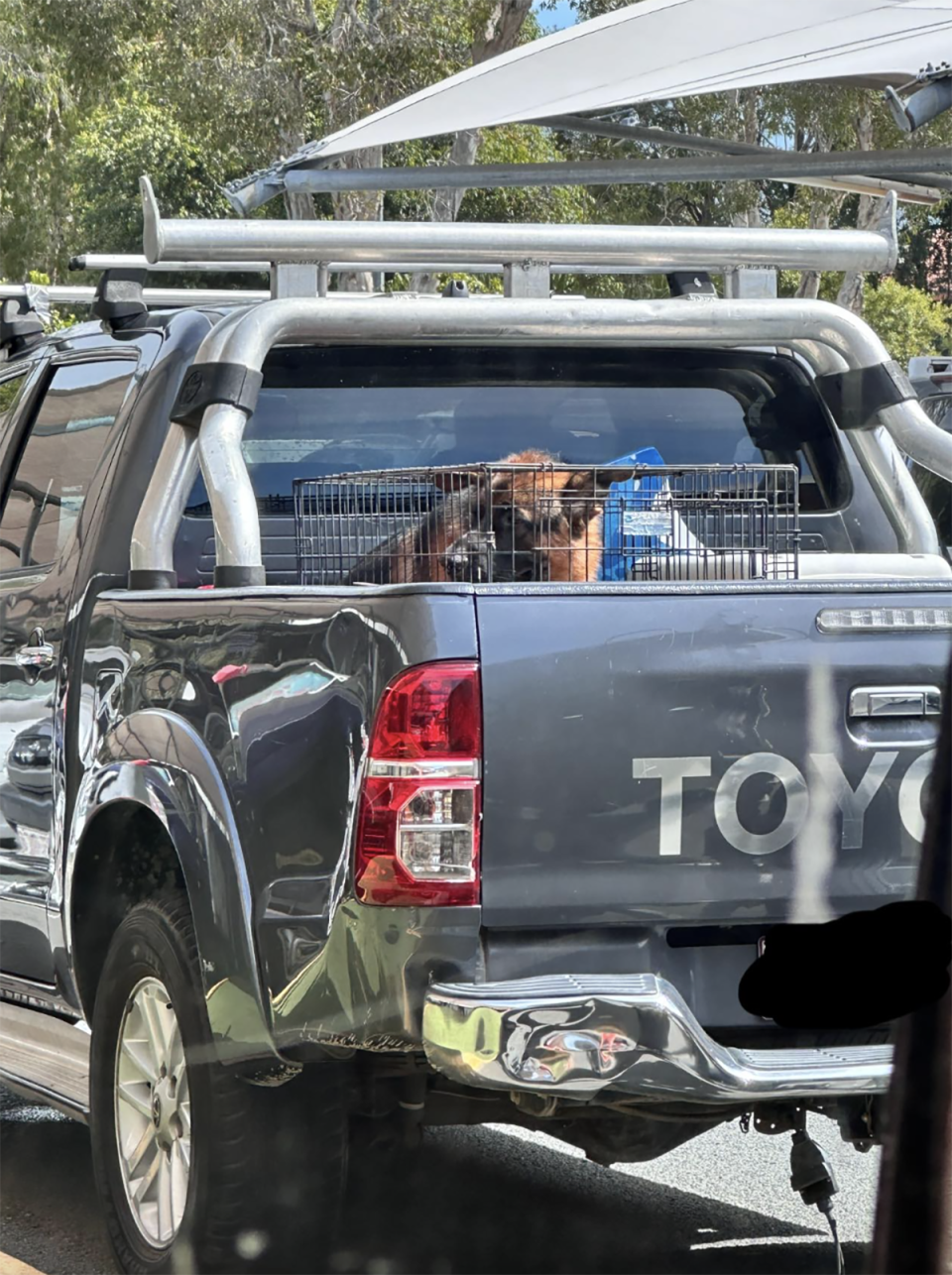 The caged dog in the back of the ute parked at Noosa Village shopping village in NSW as the sun glares down. 