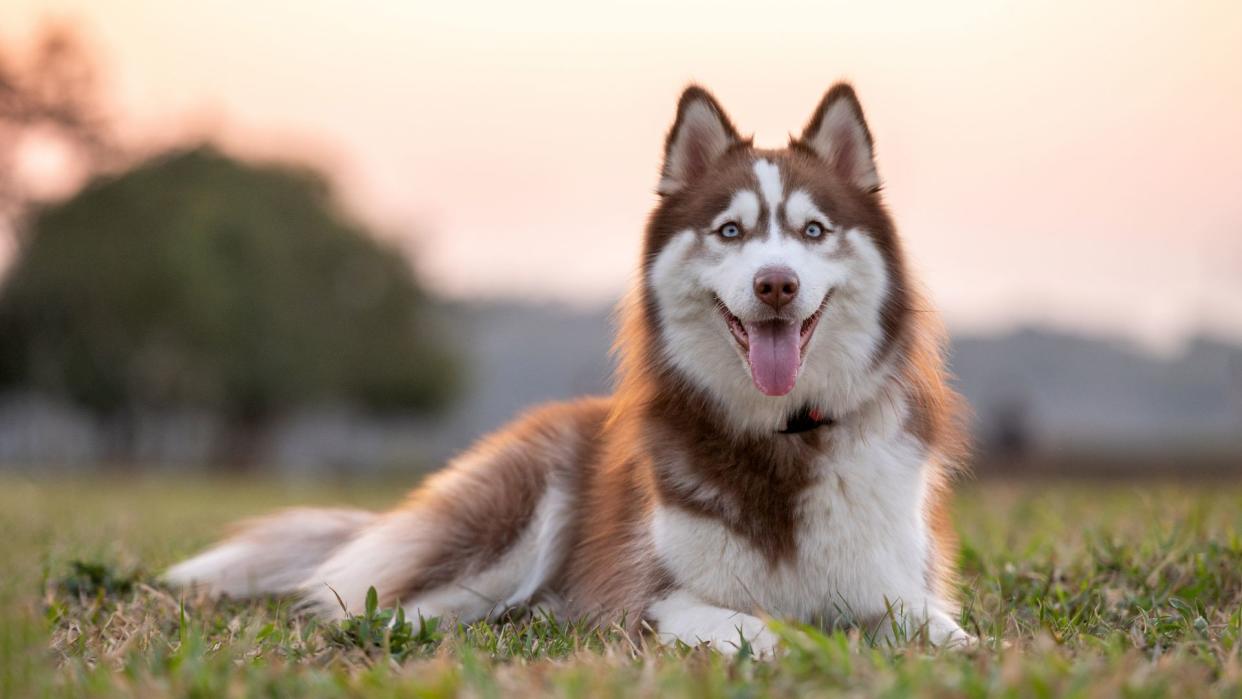 Siberian husky sitting in the grass